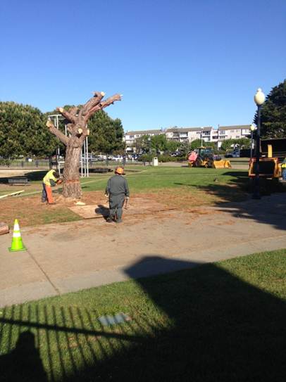 Marina Pine Tree Removal